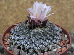 Ariocarpus kotschoubeyanus albiflorus Tula pot 6,5 cm