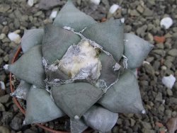 Ariocarpus furfuraceus 7,5 cm