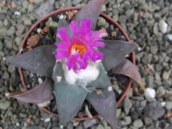 Ariocarpus confusus Aramberi 7 cm Cites IA - 12401921