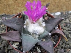 Ariocarpus confusus Aramberi 7 cm Cites IA - 12401922