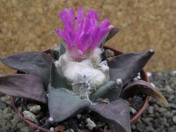 Ariocarpus confusus Aramberi 7 cm Cites IA - 12401923