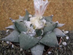 Ariocarpus furfuraceus 10 cm - 12401937