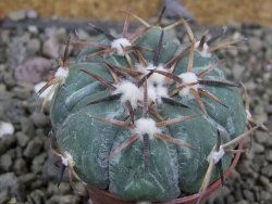 Echinocactus horizonthalonius RS 1038 La Trinidad, SLP pot 5,5 cm