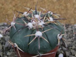 Echinocactus horizonthalonius RS 1038 La Trinidad, SLP pot 5,5 cm