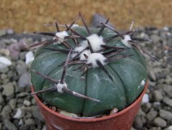 Echinocactus horizonthalonius RS 1038 La Trinidad, SLP pot 5,5 cm