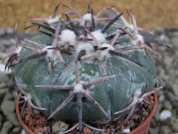 Echinocactus horizonthalonius RS 1038 La Trinidad, SLP pot 5,5 cm