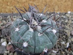 Echinocactus horizonthalonius Castaňas, pot 5,5 cm