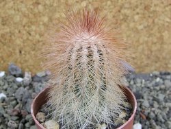 Echinocereus bayleyi DJF 1327 Oklahoma Park pot 6,5 cm