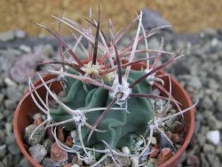 Echinocactus parryi Ciudad Juarez, pot 5,5 cm