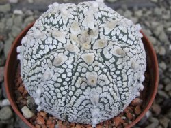 Astrophytum Super Kabuto pot 6,5 cm
