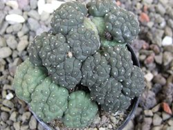 Puna bonniae inermis, pot 5,5 cm - 12402097