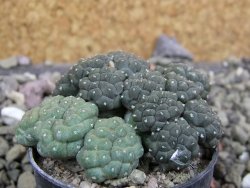 Puna bonniae inermis, pot 5,5 cm - 12402099