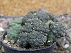 Puna bonniae inermis, pot 5,5 cm - 12402100