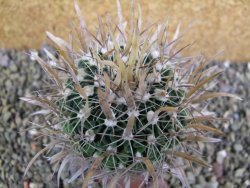 Echinofossulocactus erectocentrus SB 1565 N Tanquecitos NM - 12402166