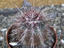 Echinocereus chloranthus SB 131 El Paso TX. pot 6,5 cm