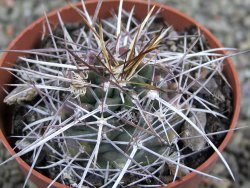 Echinocereus fendleri Petritisch Forest pot 6,5 cm