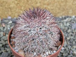 Echinocereus dasyacanthus výběr z květů, pot 6,5 cm