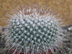Mammillaria parkinsonii, pot 5,5 cm - 12402300