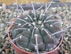 Gymnocalycium vatteri, pot 5,5 cm
