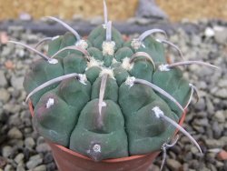 Gymnocalycium vatteri, pot 5,5 cm
