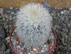 Echinocereus dasyacanthus Brewster pot 6,5 cm - 12402367