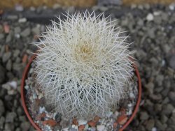 Echinocereus dasyacanthus Brewster pot 6,5 cm - 12402368