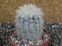 Echinocereus dasyacanthus Brewster pot 6,5 cm - 12402369