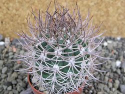 Pyrrhocactus bulbocalyx, pot 5,5 cm