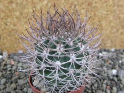 Pyrrhocactus bulbocalyx, pot 5,5 cm - 12402373
