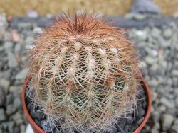 Echinocereus reichenbachii, pot 5,5 cm - 12402393