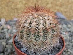 Echinocereus reichenbachii, pot 5,5 cm - 12402395