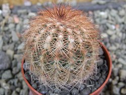 Echinocereus reichenbachii, pot 5,5 cm - 12402396