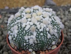 Astrophytum Hanazano Kabuto, pot 5,5 cm