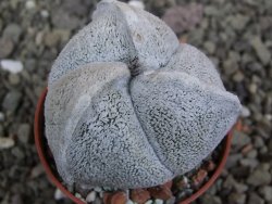 Astrophytum coahuilense tricostatum pot 5,5 cm - 12402464