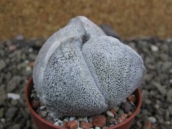 Astrophytum coahuilense tricostatum pot 5,5 cm - 12402465