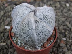Astrophytum coahuilense tricostatum pot 5,5 cm - 12402466