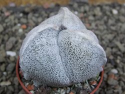 Astrophytum coahuilense tricostatum pot 5,5 cm - 12402467
