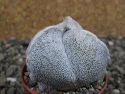 Astrophytum coahuilense tricostatum pot 5,5 cm - 12402468