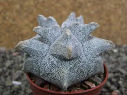 Asrophytum coahuilense Hakuran, pot 5,5 cm - 12402532