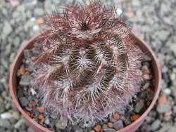 Echinocereus purpureus hybrid pot 6,5 cm
