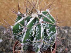 Astrophytum Dinosaur (Fukurio Hannya) pot 6,5 cm