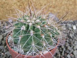 Echinocereus triglochidiatus Santa Fe, pot 6,5 cm