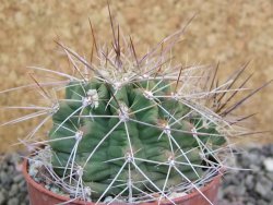 Echinocereus triglochidiatus Santa Fe, pot 6,5 cm - 12402619