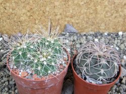 Echinocereus triglochidiatus Santa Fe, pot 6,5 cm - 12402630