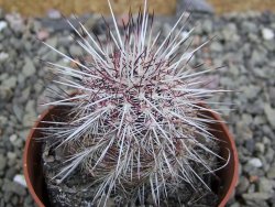 Echinocereus chloranthus SB 131 El Paso TX. pot 6,5 cm