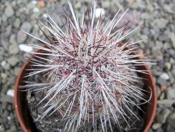 Echinocereus chloranthus SB 131 El Paso TX. pot 6,5 cm - 12402655