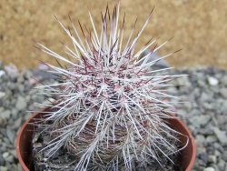 Echinocereus chloranthus SB 131 El Paso TX. pot 6,5 cm - 12402656
