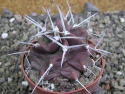Echinocereus triglochidiatus HK 374 Rio Puerco, pot 6,5 cm