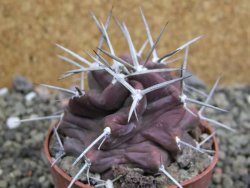 Echinocereus triglochidiatus HK 374 Rio Puerco, pot 6,5 cm - 12402662