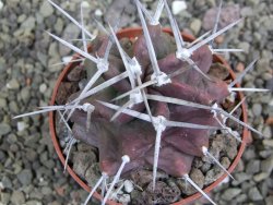 Echinocereus triglochidiatus HK 374 Rio Puerco, pot 6,5 cm - 12402663